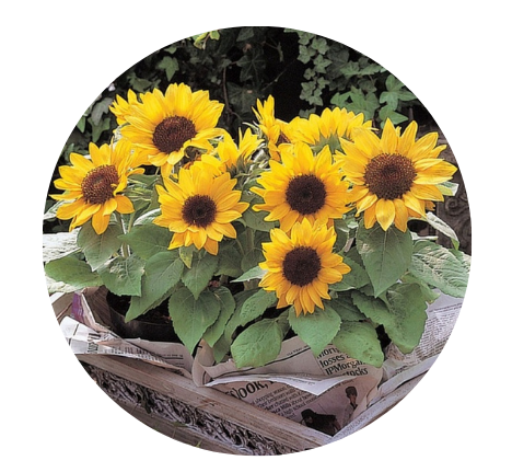 flower garden for self care how to start your own garden